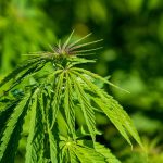 Hash Legale, un alleato inaspettato per il tuo benessere!
