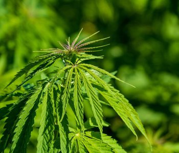 Hash Legale, un alleato inaspettato per il tuo benessere!