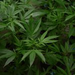 Esplora i potenziali benefici della Erba CBD: Panoramica della ricerca