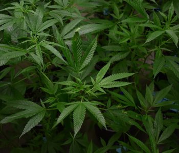 Esplora i potenziali benefici della Erba CBD: Panoramica della ricerca